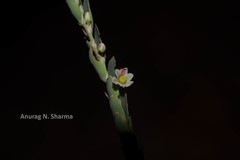 Phyllanthus talbotii